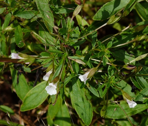 {Mecardonia acuminata}